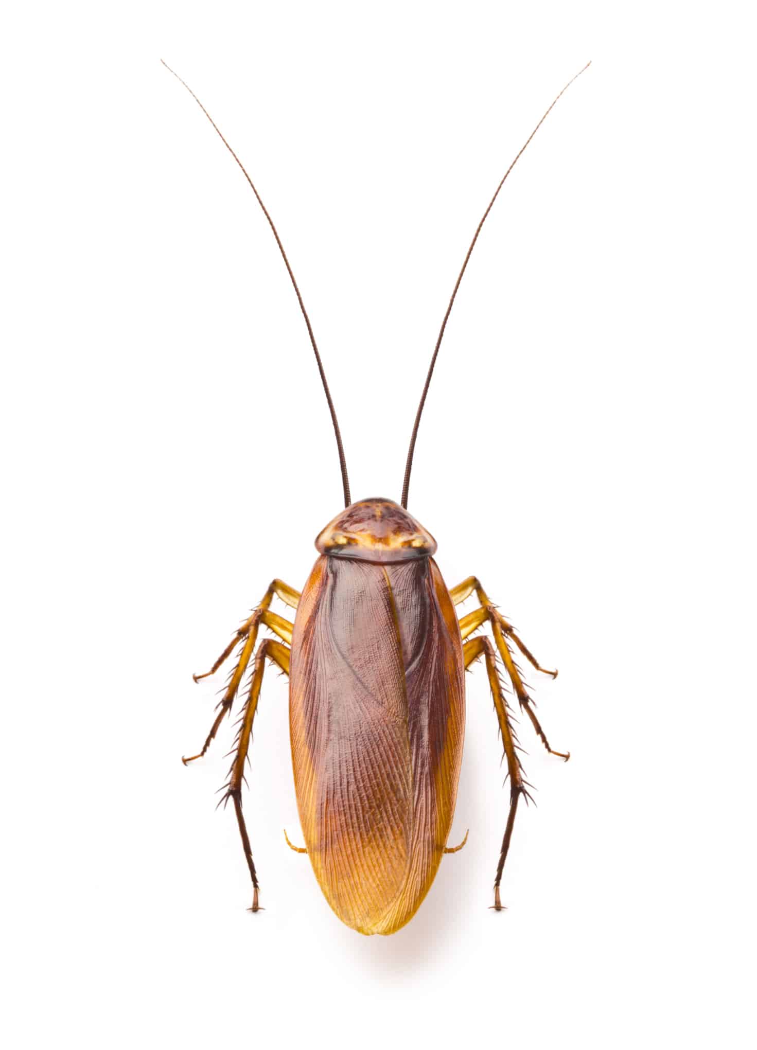 disinfestazione scarafaggi