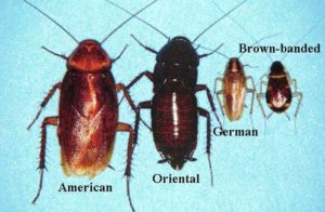 scarafaggio disinfestazione spacie