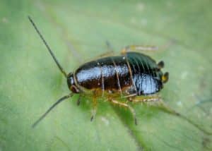 scarafaggio specie insetto