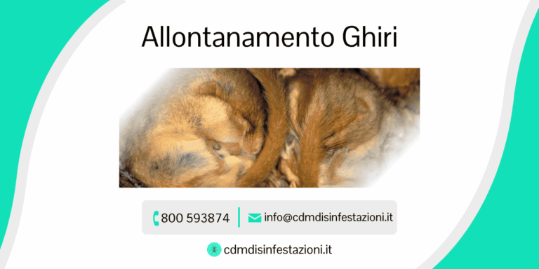 servizio allontanamento ghiri