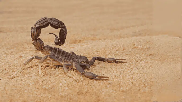 disinfestazione scorpioni
