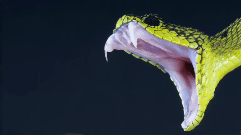serpente con bocca aperta