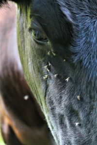 mosche bestiame cavalli