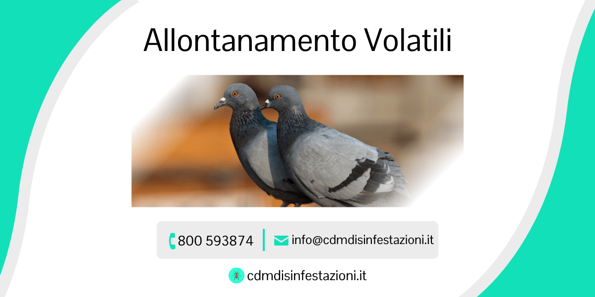 servizio allontanamento volatili