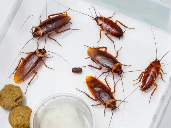 CJZZ Scarafaggi Finti,50 Pezzi,Falsi Scarafaggi di Scarafaggi di Plastica,Giocattolo Realistico di Plastica del Ragno Falso,Oggetti di Scena per Il Pesce d'Aprile e Gli Scherzi di Halloween