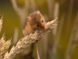 Un minuscolo topo di campagna si arrampica su una spiga di grano in un campo. 