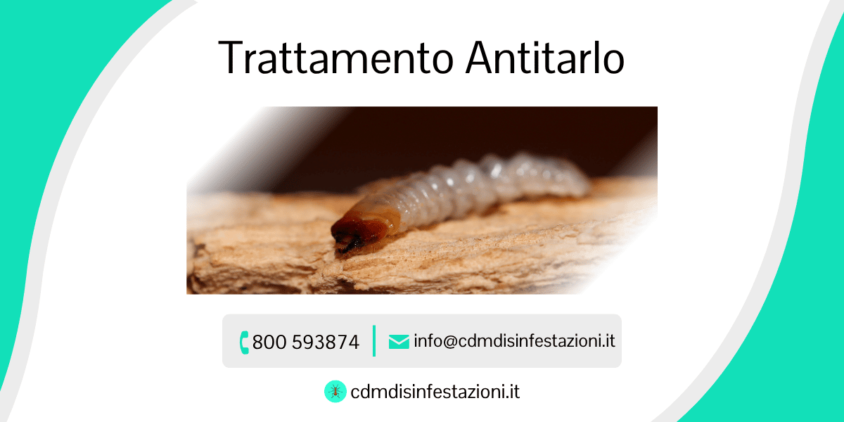 servizio trattamento antitarlo